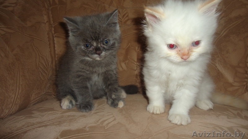 Британские котята разных окрасов - Изображение #1, Объявление #297122