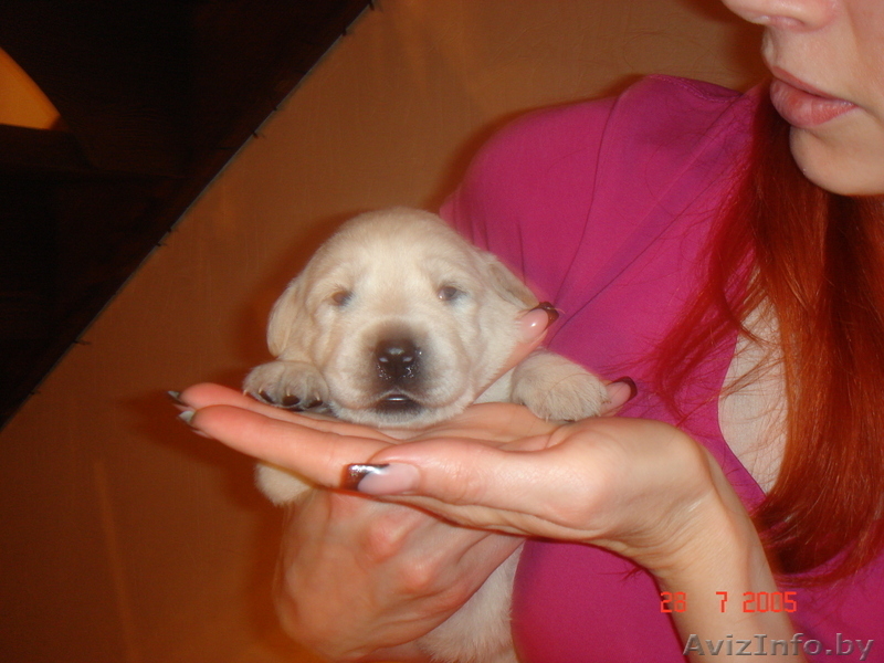 щенки лобрадора - Изображение #1, Объявление #304392