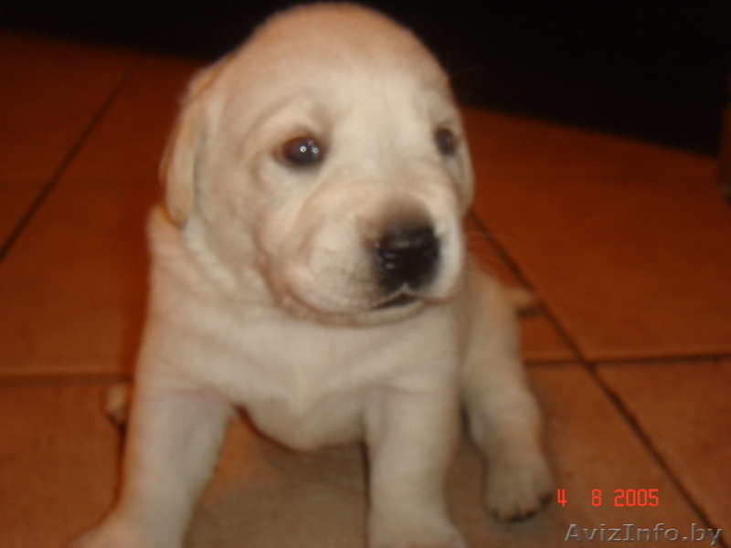 щенки лобрадора - Изображение #2, Объявление #304392