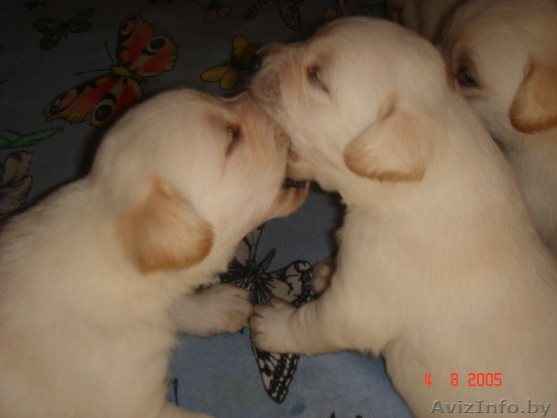 щенки лобрадора - Изображение #3, Объявление #304392