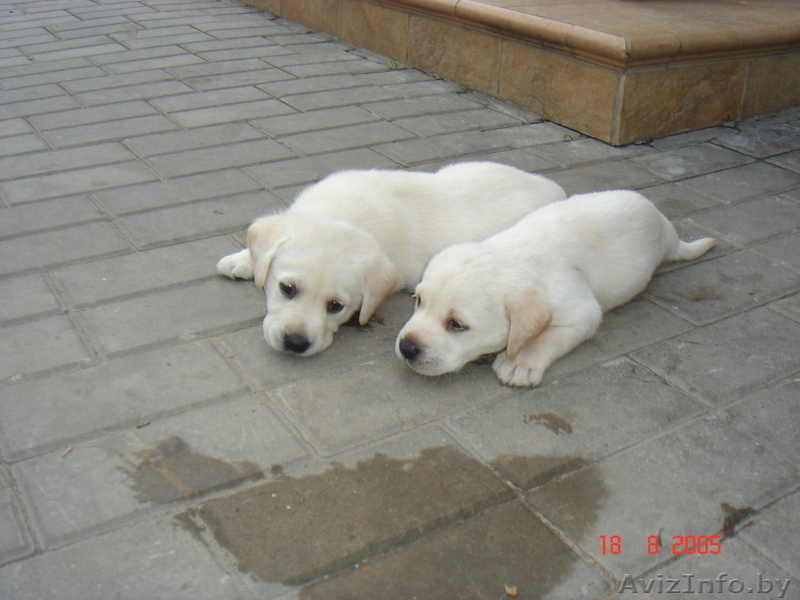 щенки лобрадора - Изображение #4, Объявление #304392