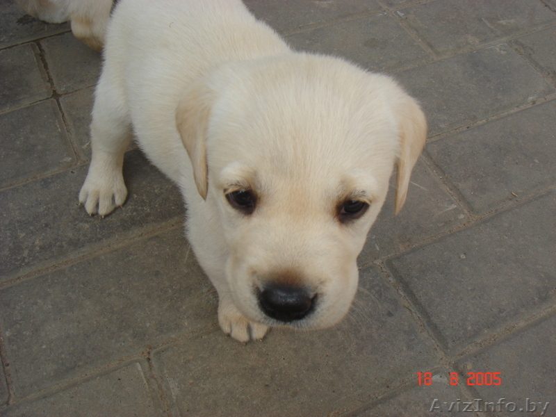 щенки лобрадора - Изображение #5, Объявление #304392