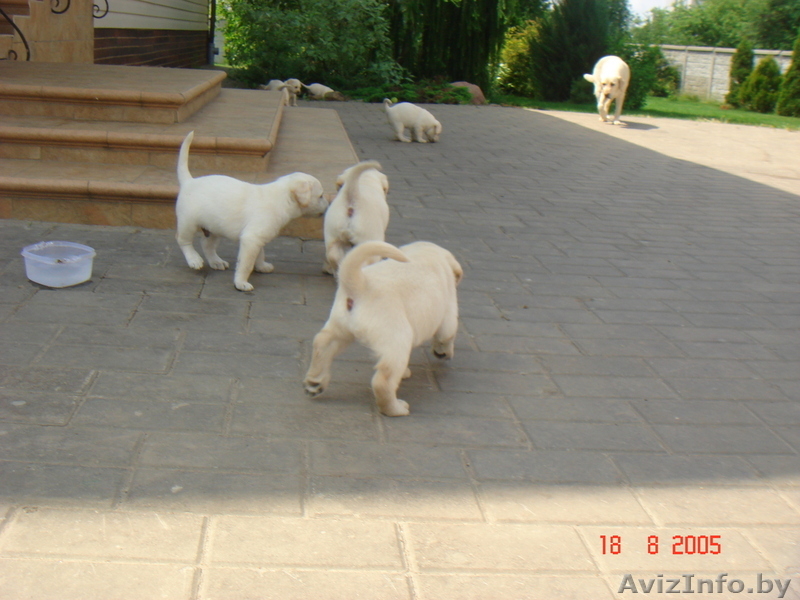 щенки лобрадора - Изображение #6, Объявление #304392