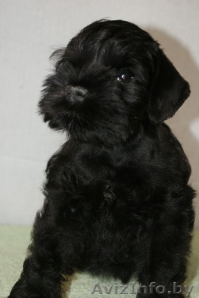 Щенки цвергшнауцера черного окраср - Изображение #1, Объявление #297829