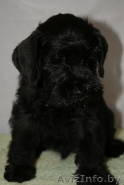 Щенки цвергшнауцера черного окраср - Изображение #2, Объявление #297829