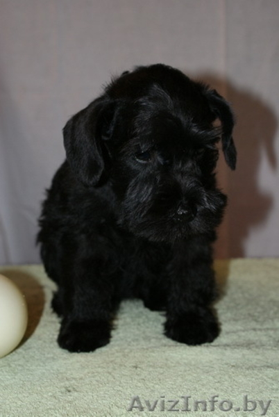 Щенки цвергшнауцера черного окраср - Изображение #3, Объявление #297829