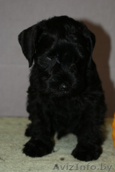 Щенки цвергшнауцера черного окраср - Изображение #4, Объявление #297829