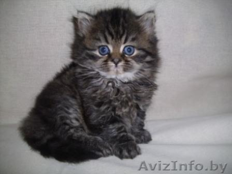 Персидские чистокровные котята,  красивые и очаровательные! Недорого! - Изображение #5, Объявление #294356