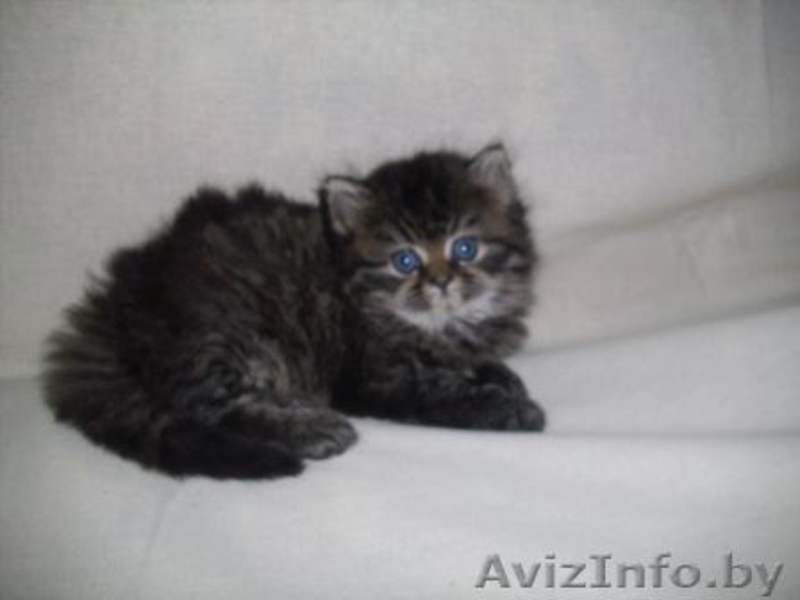Персидские чистокровные котята, самые красивые и очаровательные!  - Изображение #4, Объявление #282998