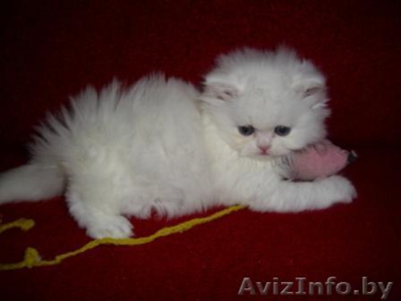Персидские чистокровные котята, самые красивые и очаровательные!  - Изображение #1, Объявление #282998