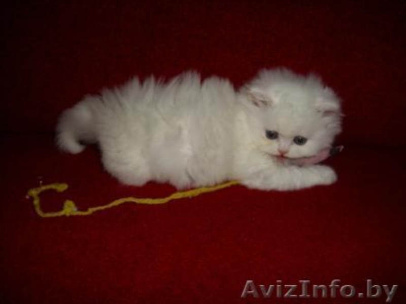 Персидские чистокровные котята, самые красивые и очаровательные!  - Изображение #2, Объявление #282998