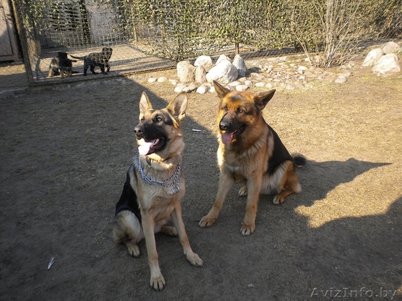 щенок немецкой овчарки - Изображение #1, Объявление #308438