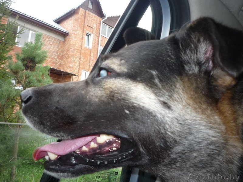 Невероятно красивый слепой пес просит Вас о помощи!!!! - Изображение #5, Объявление #300759