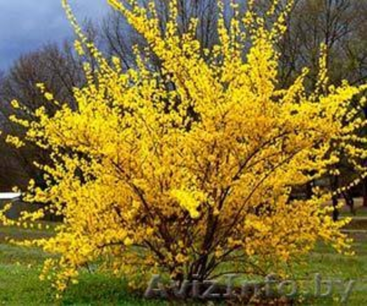 Декоративные растения  в Минске - Изображение #9, Объявление #281606