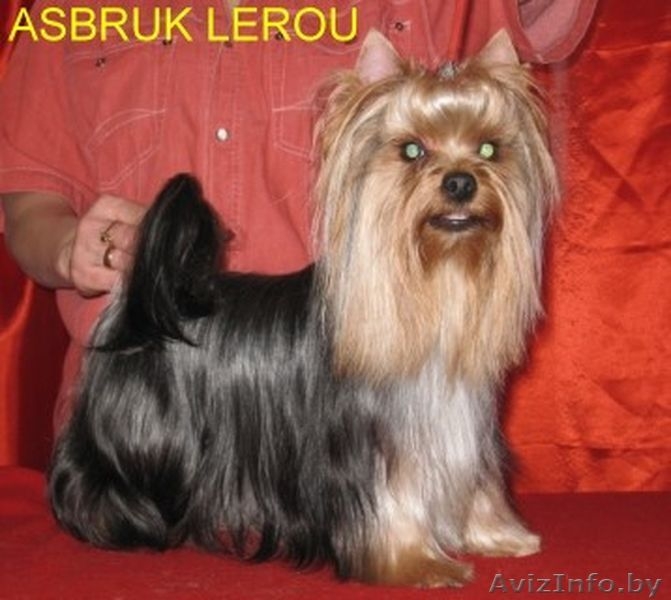   Красивый кобель йоркширского терьера приглашает невест на вязку. - Изображение #2, Объявление #297386