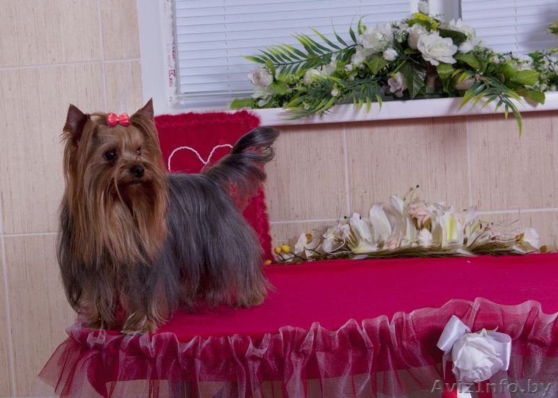   Красивый кобель йоркширского терьера приглашает невест на вязку. - Изображение #3, Объявление #297386