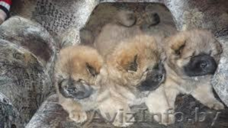 Чау- чау щенки, с отличной родословной, клеймо, от родителей-чемпионов, консульт - Изображение #1, Объявление #294558