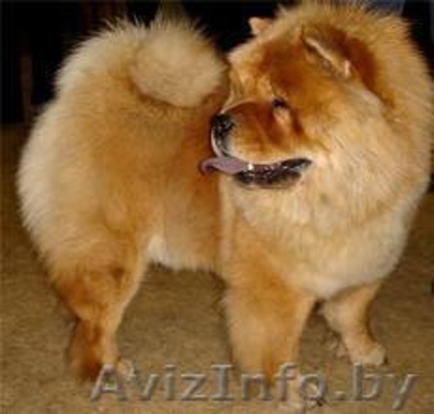Чау- чау щенки, с отличной родословной, клеймо, от родителей-чемпионов, консульт - Изображение #2, Объявление #294558