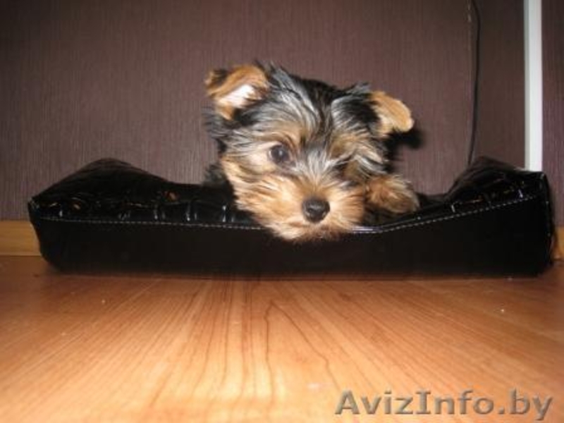 Девочка йорк мини родословная - Изображение #1, Объявление #264687