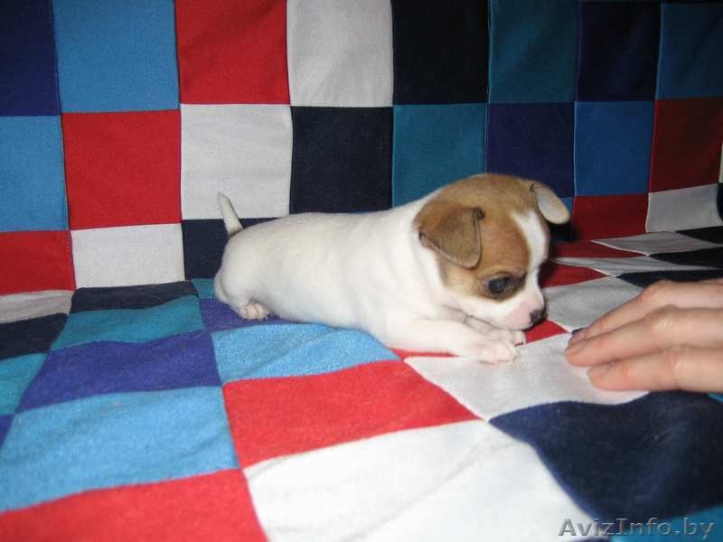 продам щека чихуахуа - Изображение #3, Объявление #297736