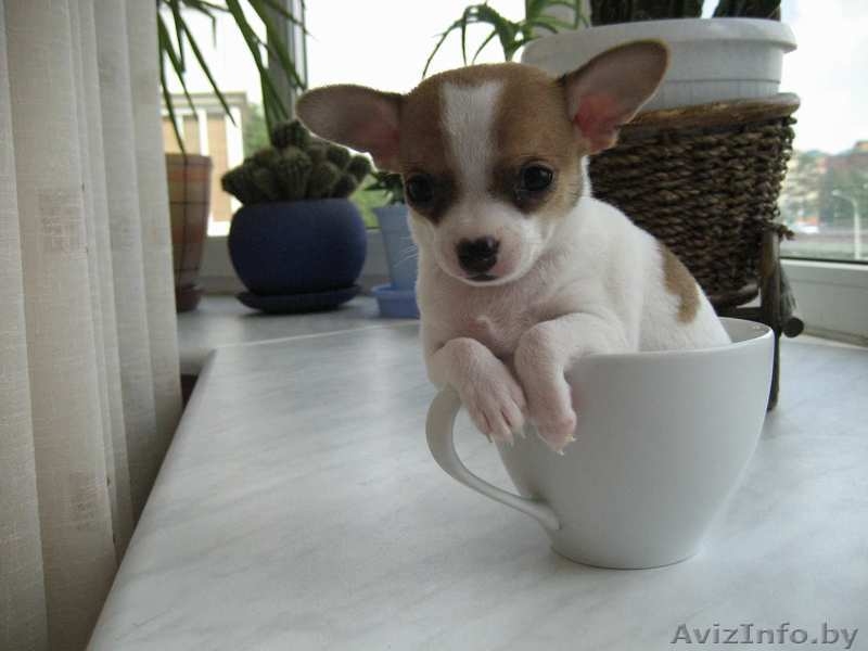 продам щека чихуахуа - Изображение #1, Объявление #297736