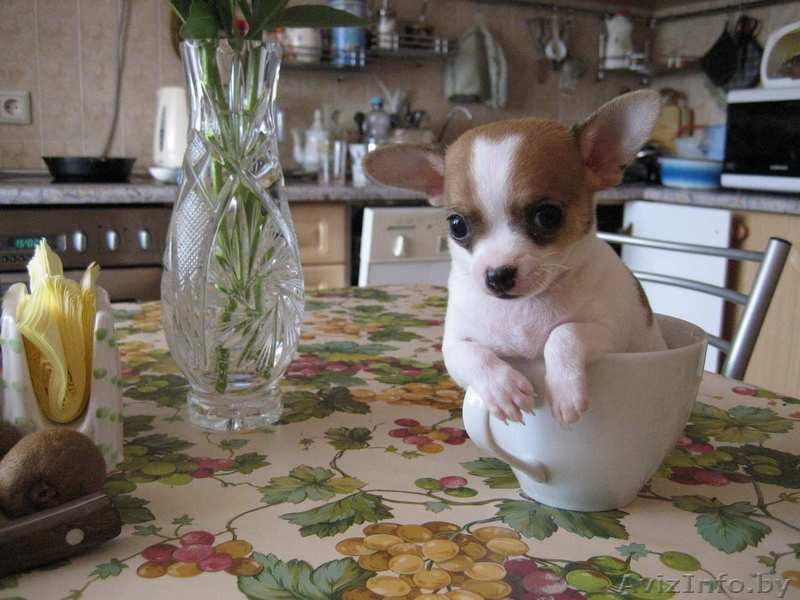 продам щека чихуахуа - Изображение #2, Объявление #297736