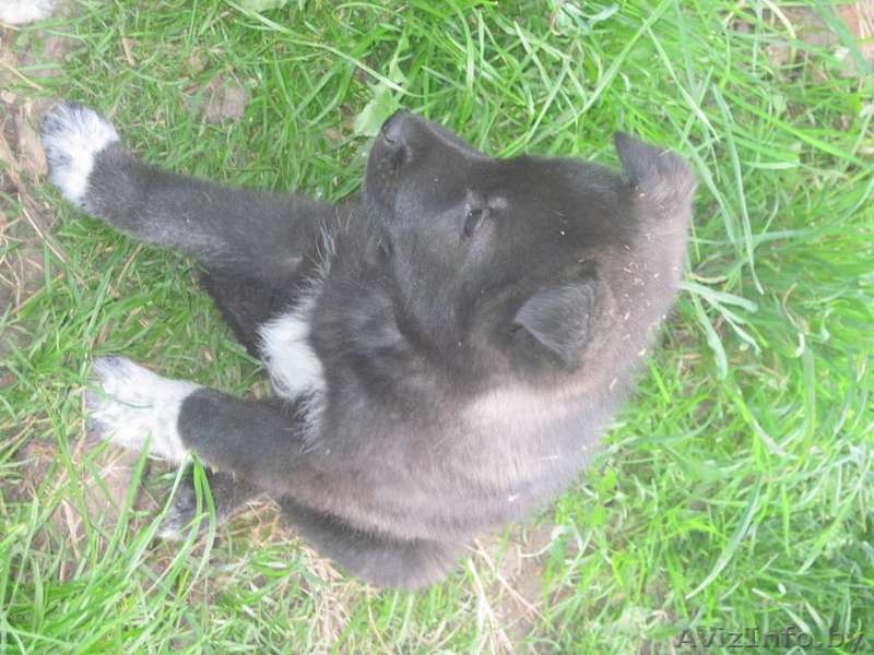 Отдам в заботливые руки - Изображение #4, Объявление #295915