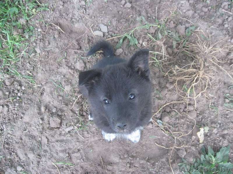 Отдам в заботливые руки - Изображение #5, Объявление #295915