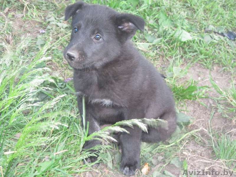 Отдам в заботливые руки - Изображение #3, Объявление #295915