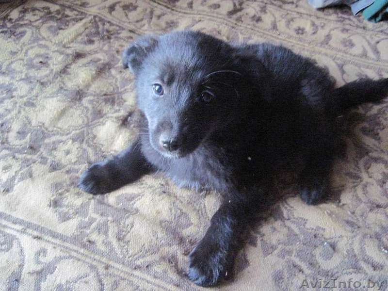 Отдам в заботливые руки - Изображение #6, Объявление #295915