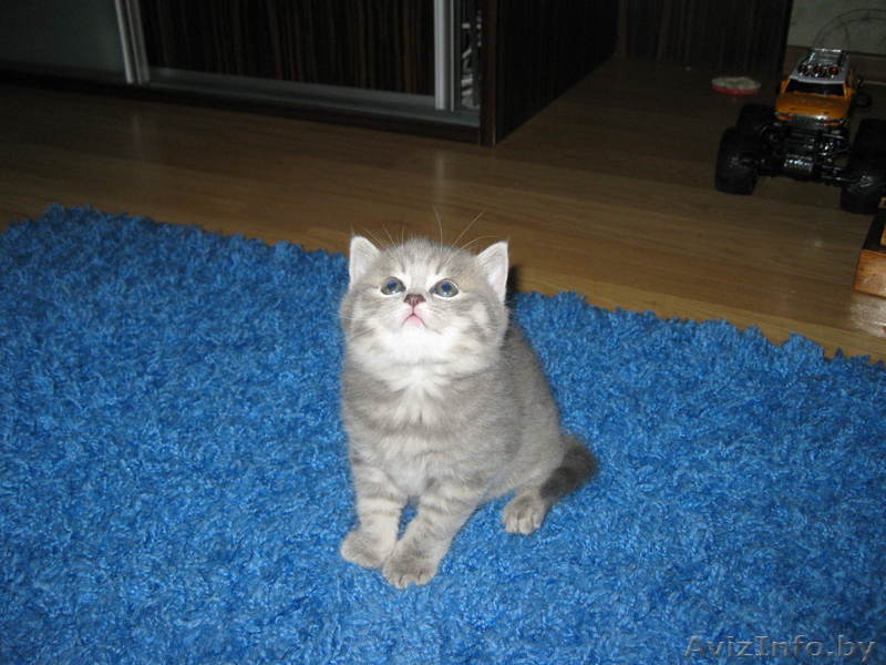 Kошечка Британская Леди - Изображение #1, Объявление #297896