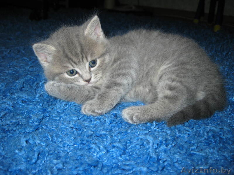 Kошечка Британская Леди - Изображение #2, Объявление #297896