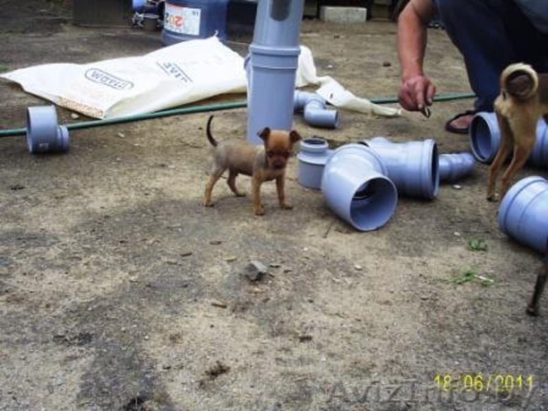 Щеночки Русского тоя - Изображение #2, Объявление #255778