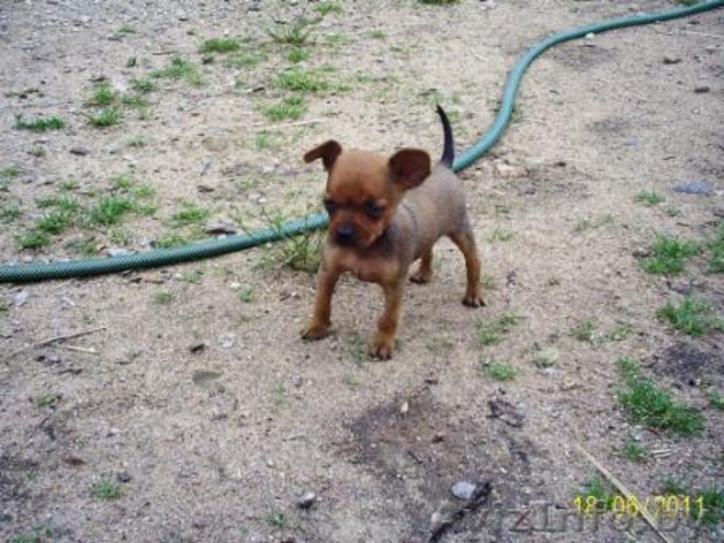 Щеночки Русского тоя - Изображение #1, Объявление #255778