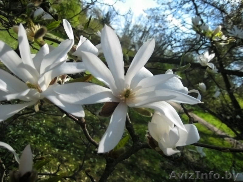 Декоративные растения  в Минске - Изображение #8, Объявление #281606