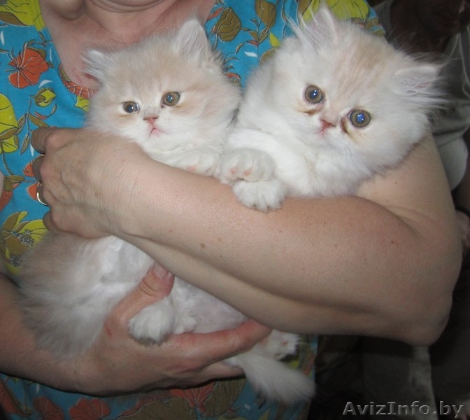 Котят породы экзотическая короткошёрстная - Изображение #4, Объявление #277026