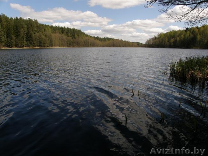 Продаю УНИКАЛЬНЫЙ обособленный участок  В ЛЕСУ на берегу  реки рядом с озёрами. - Изображение #7, Объявление #298969