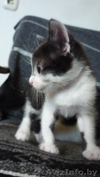 Два котенка на выбор в подарок - Изображение #1, Объявление #302854