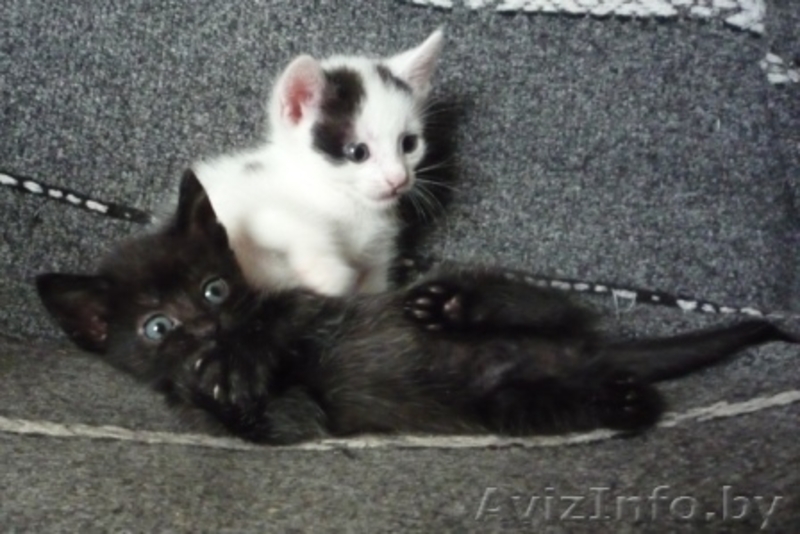 Два котенка на выбор в подарок - Изображение #2, Объявление #302854