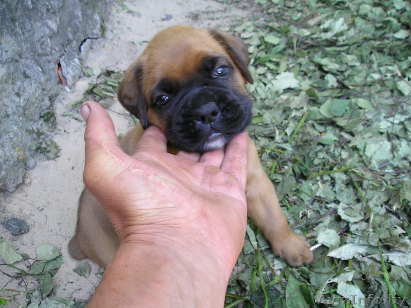 Боксера щенка, рыжий, возраст 1 мес. - Изображение #3, Объявление #303099