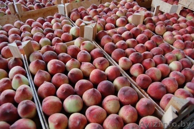 Персики, абрикосы,нектарин,вишня,слива со склада в Сербии - Изображение #3, Объявление #309670