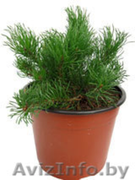 растения и инветарь для  вашего сада - Изображение #3, Объявление #288726