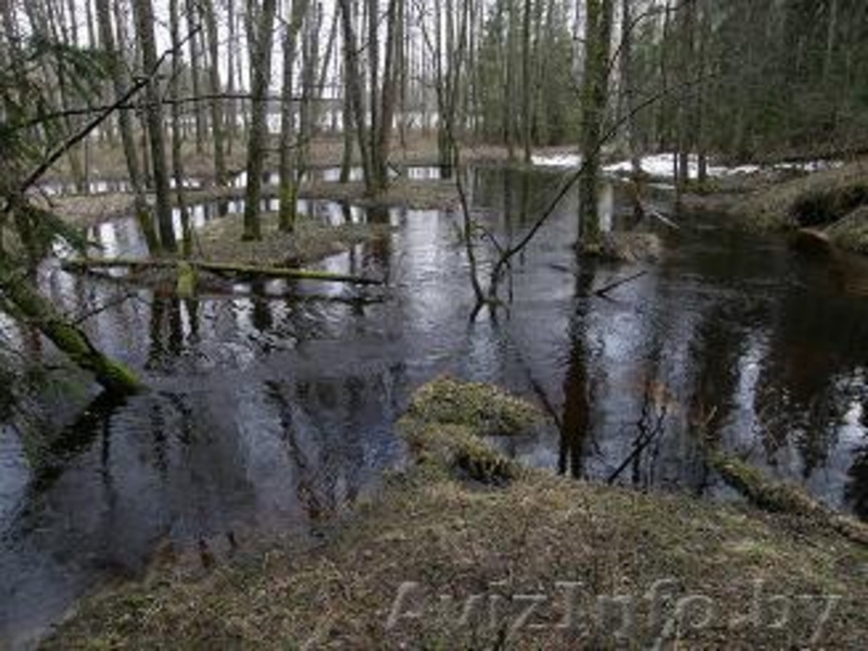 Продаю УНИКАЛЬНЫЙ обособленный участок  В ЛЕСУ на берегу  реки рядом с озёрами. - Изображение #5, Объявление #298969