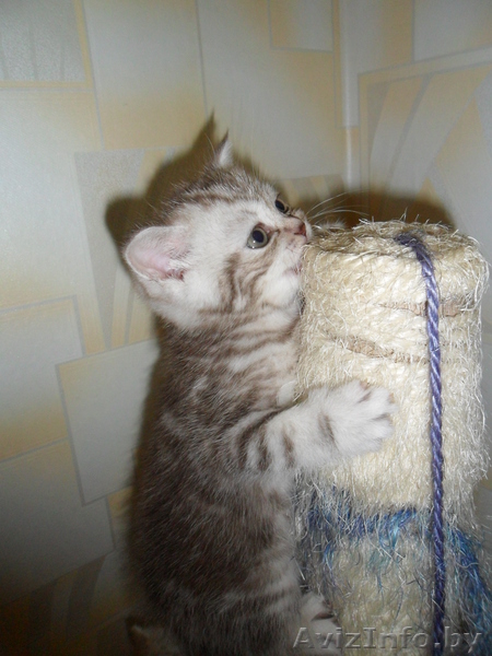 Элитные британские короткошерстные котята с документами (окрас вискас) - Изображение #2, Объявление #284952