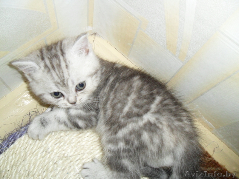 Элитные британские короткошерстные котята с документами (окрас вискас) - Изображение #1, Объявление #284952