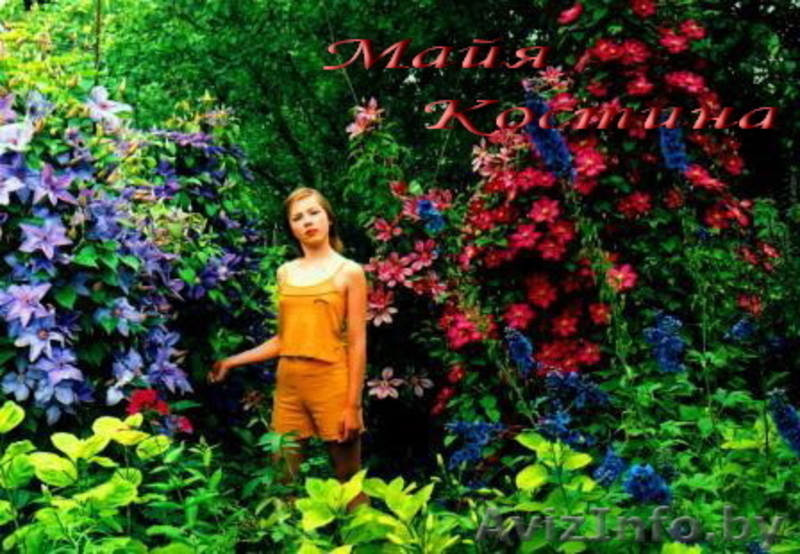 Крупноцветковые клематисы в Мнске и почтой по Беларуси - Изображение #1, Объявление #297535