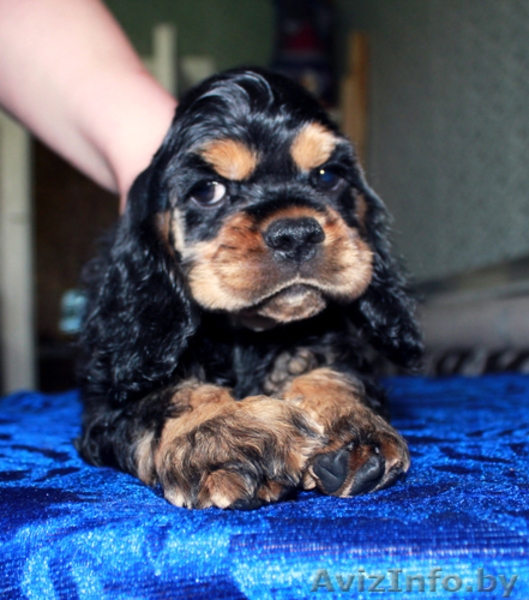 Американского кокер спаниеля, щенки - Изображение #1, Объявление #297881