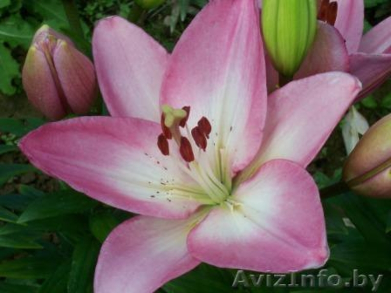 Предлагаю разнообразные лилии - Изображение #3, Объявление #327088