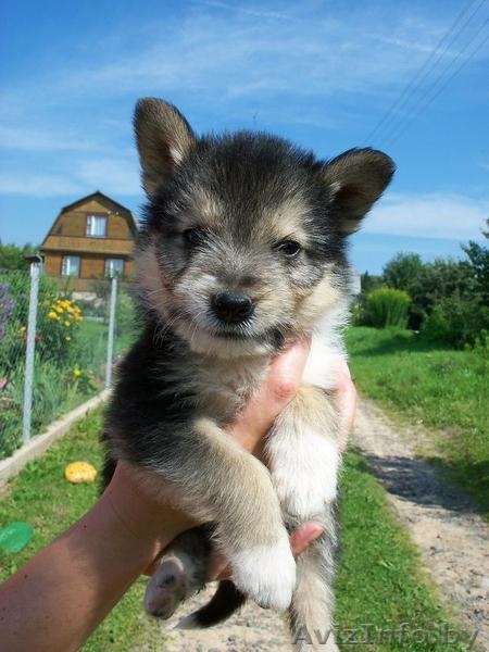 Отдам щенков в добрые руки!!! - Изображение #1, Объявление #327047