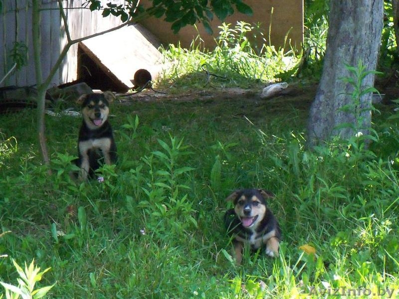 Отдам щенков в добрые руки!!! - Изображение #2, Объявление #327047